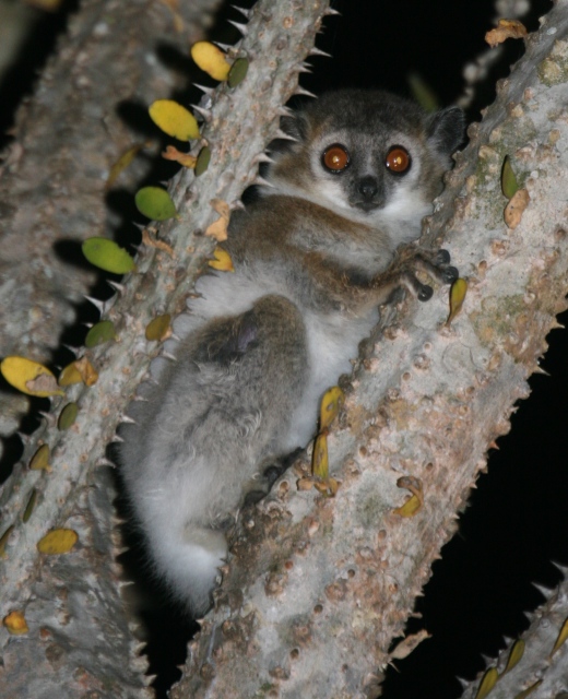 sportif lemur